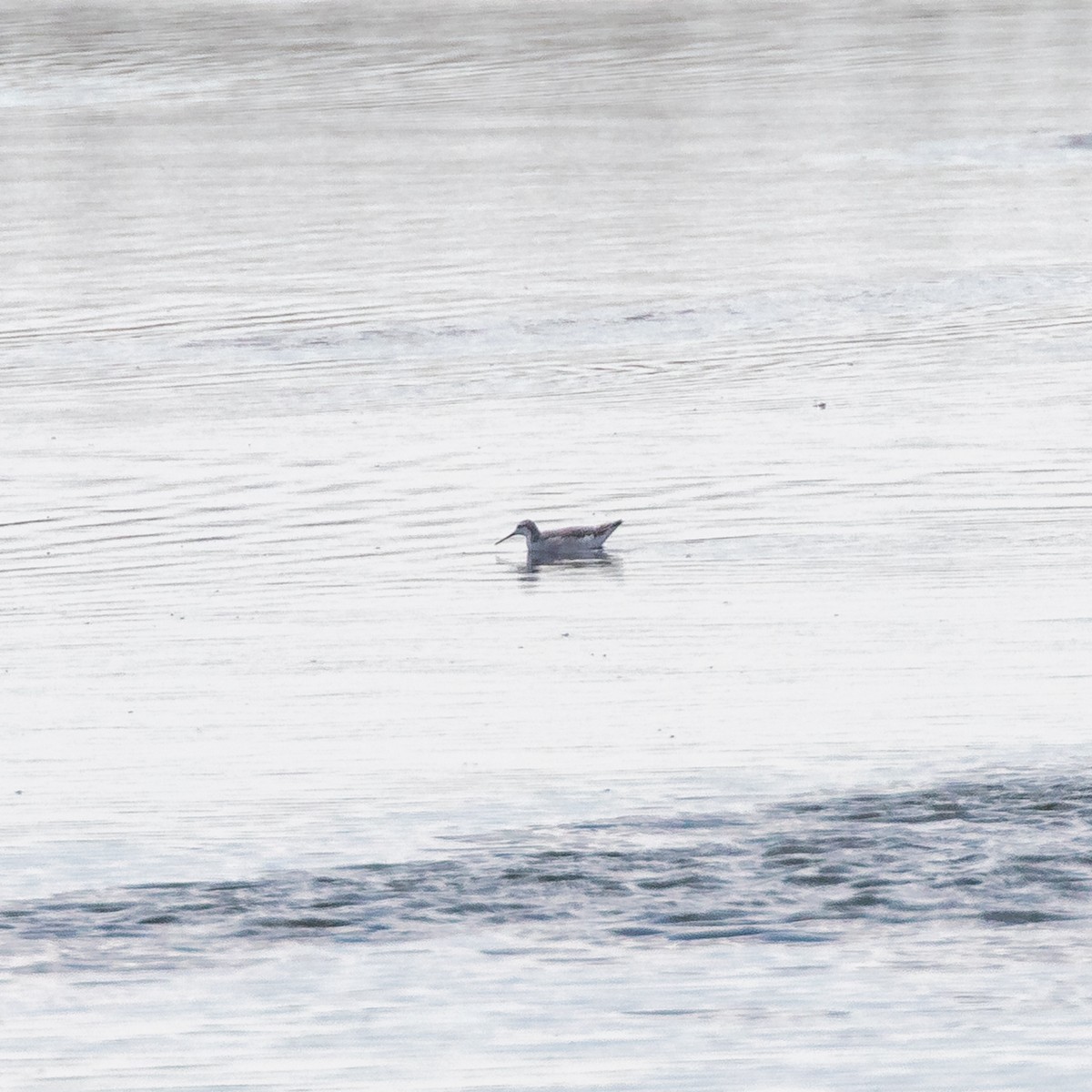 Wilson's Phalarope - ML641297245