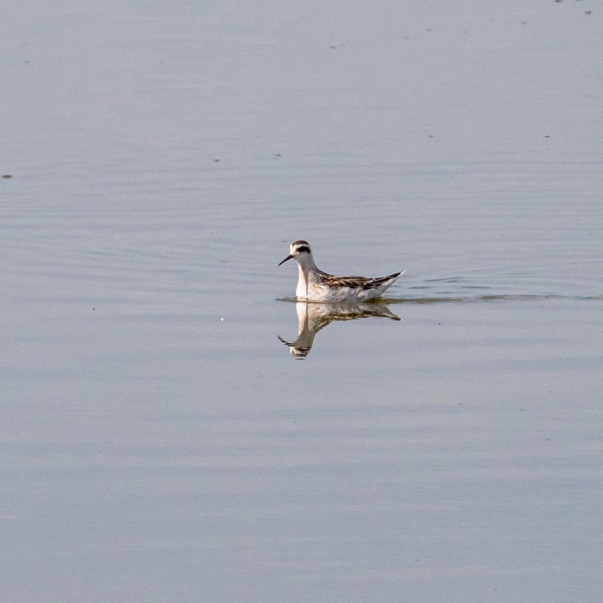Red-necked Phalarope - ML641297273