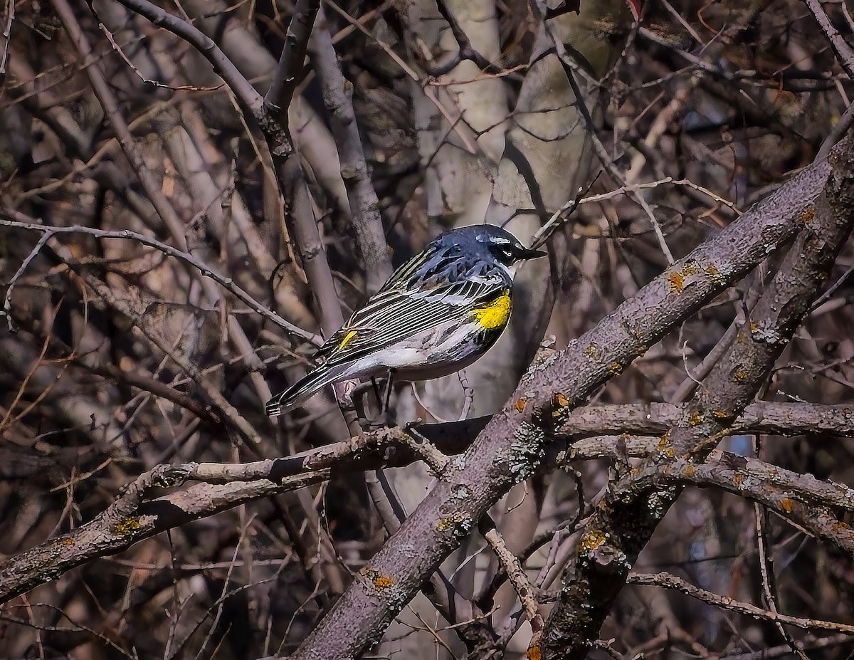 Yellow-rumped Warbler - ML641297279