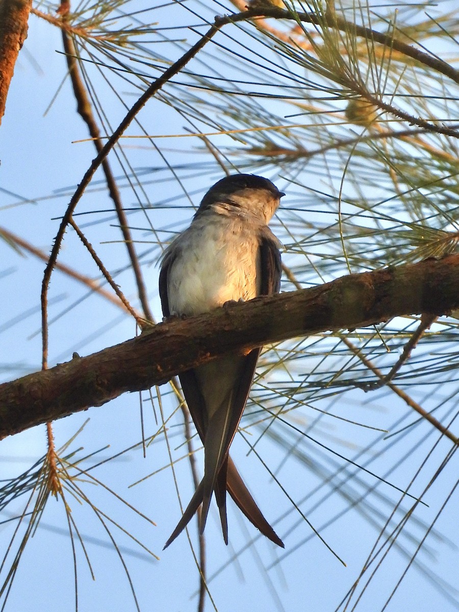 カンムリアマツバメ - ML641297283