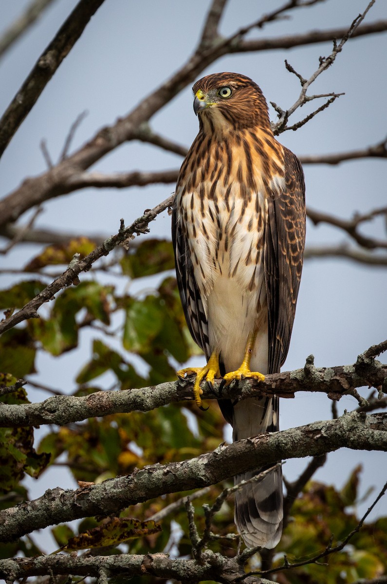 Cooper's Hawk - ML641297284