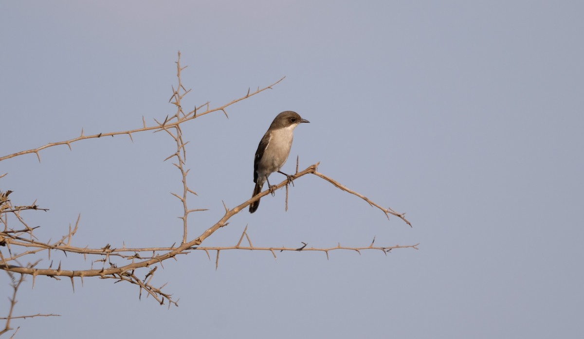 Fiscal Flycatcher - ML641297291