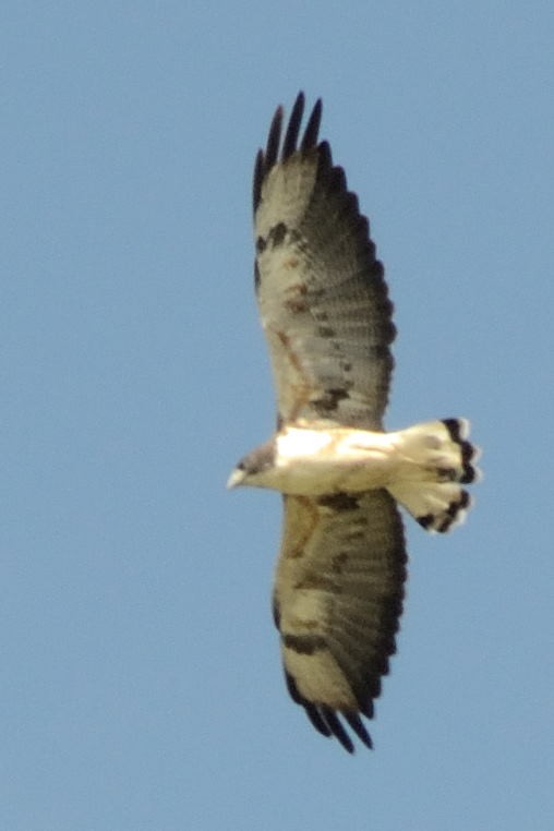 White-tailed Hawk - ML64129731