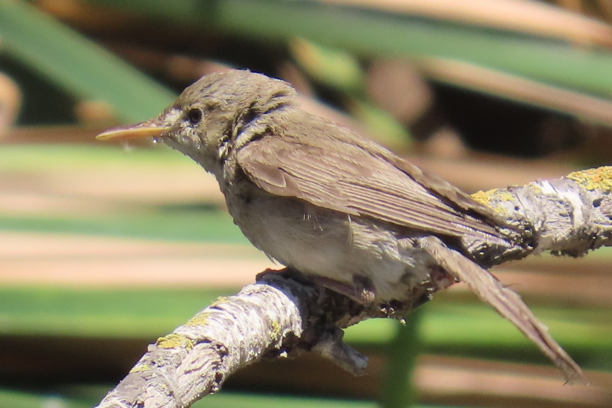 Eastern Olivaceous Warbler - ML641297319