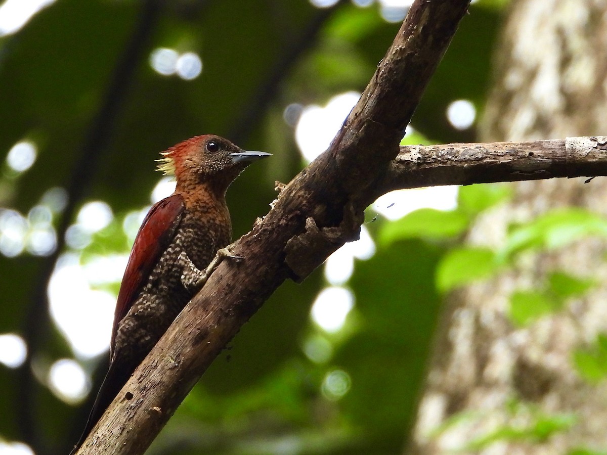 Banded Woodpecker - ML641297389