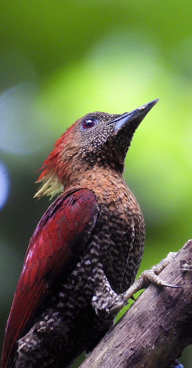 Banded Woodpecker - ML641297390