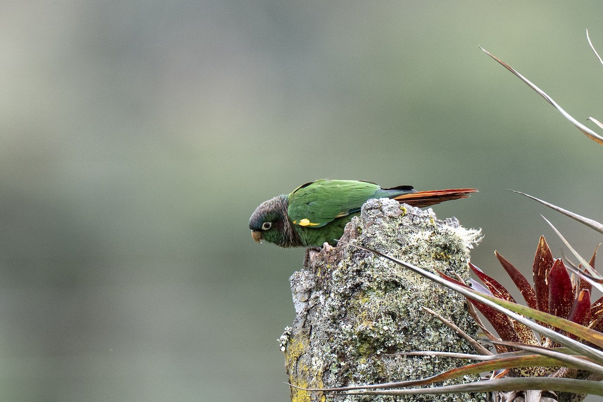 Brown-breasted Parakeet - ML641297392