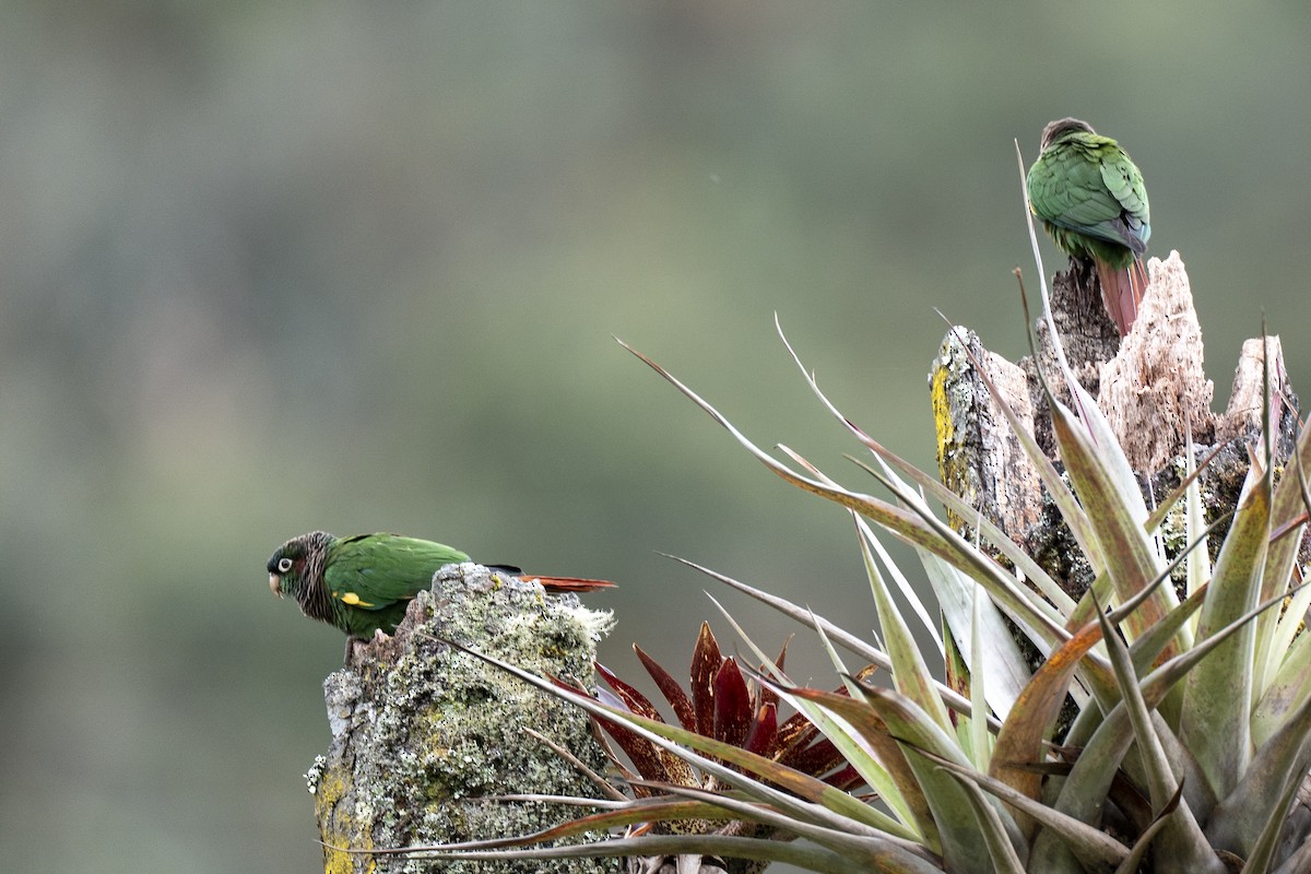 Brown-breasted Parakeet - ML641297394