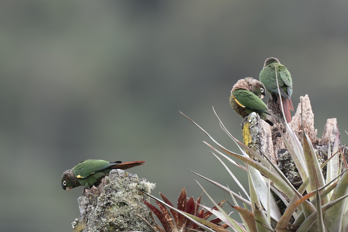 Brown-breasted Parakeet - ML641297397