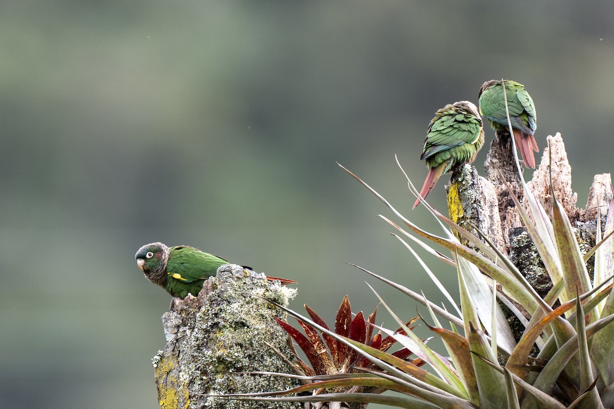 Brown-breasted Parakeet - ML641297399