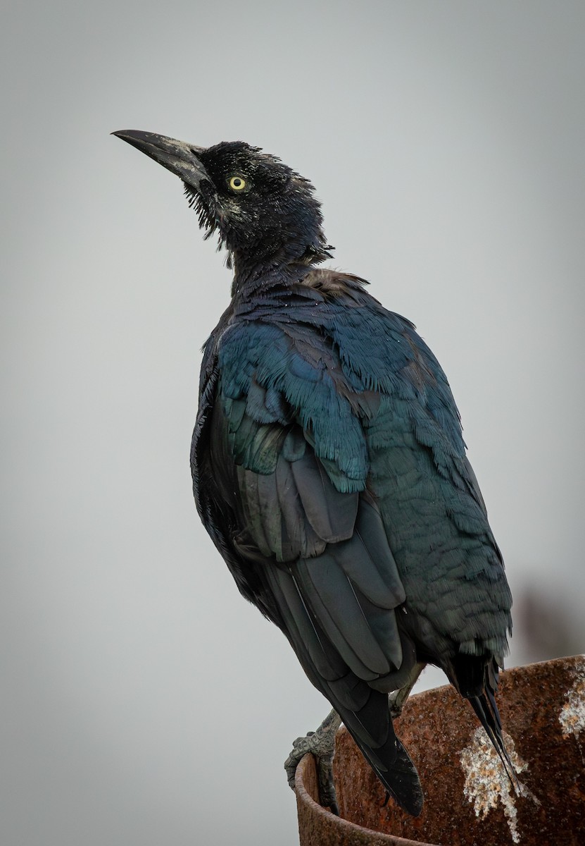 Boat-tailed Grackle - ML641297438