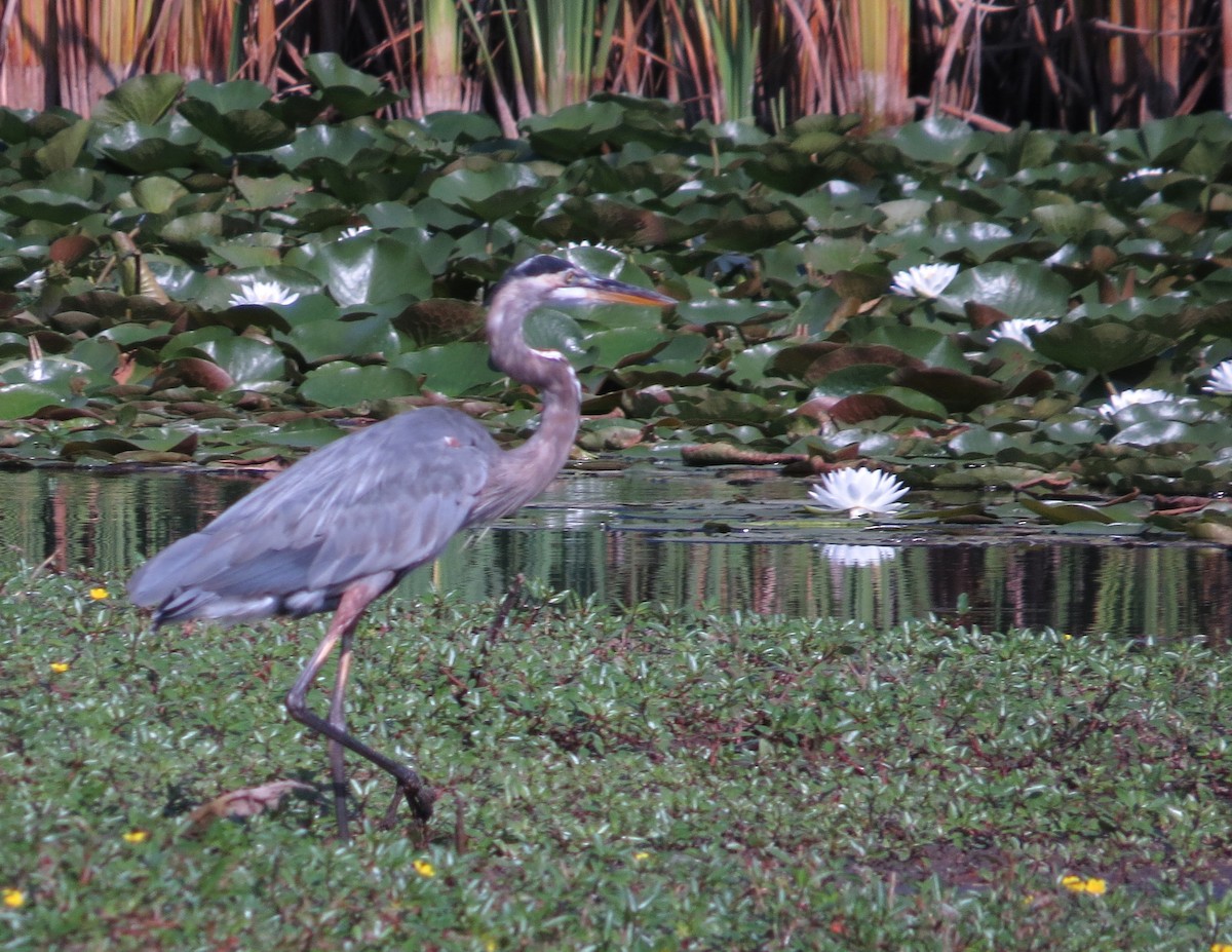 Garza Azulada - ML641297455