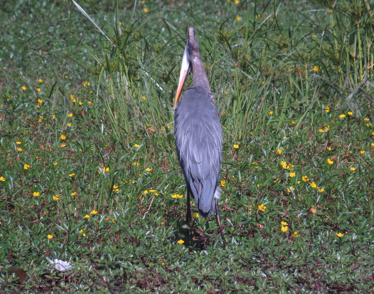 Garza Azulada - ML641297456