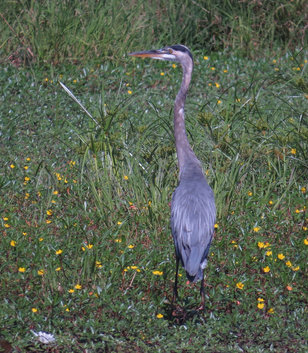 Garza Azulada - ML641297457
