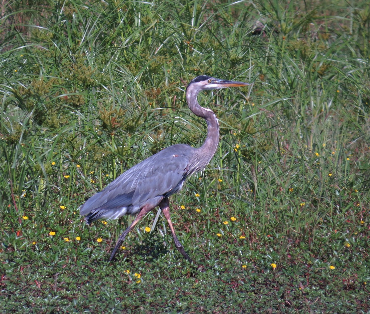 Garza Azulada - ML641297458