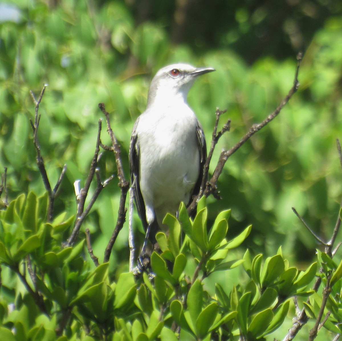 Tropical Mockingbird - ML641297462