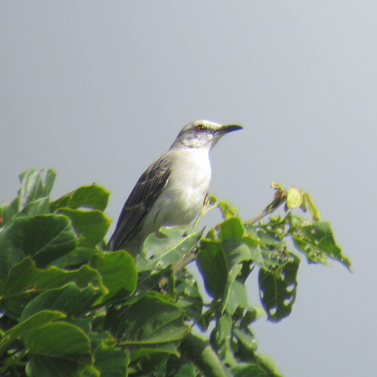 Tropical Mockingbird - ML641297463