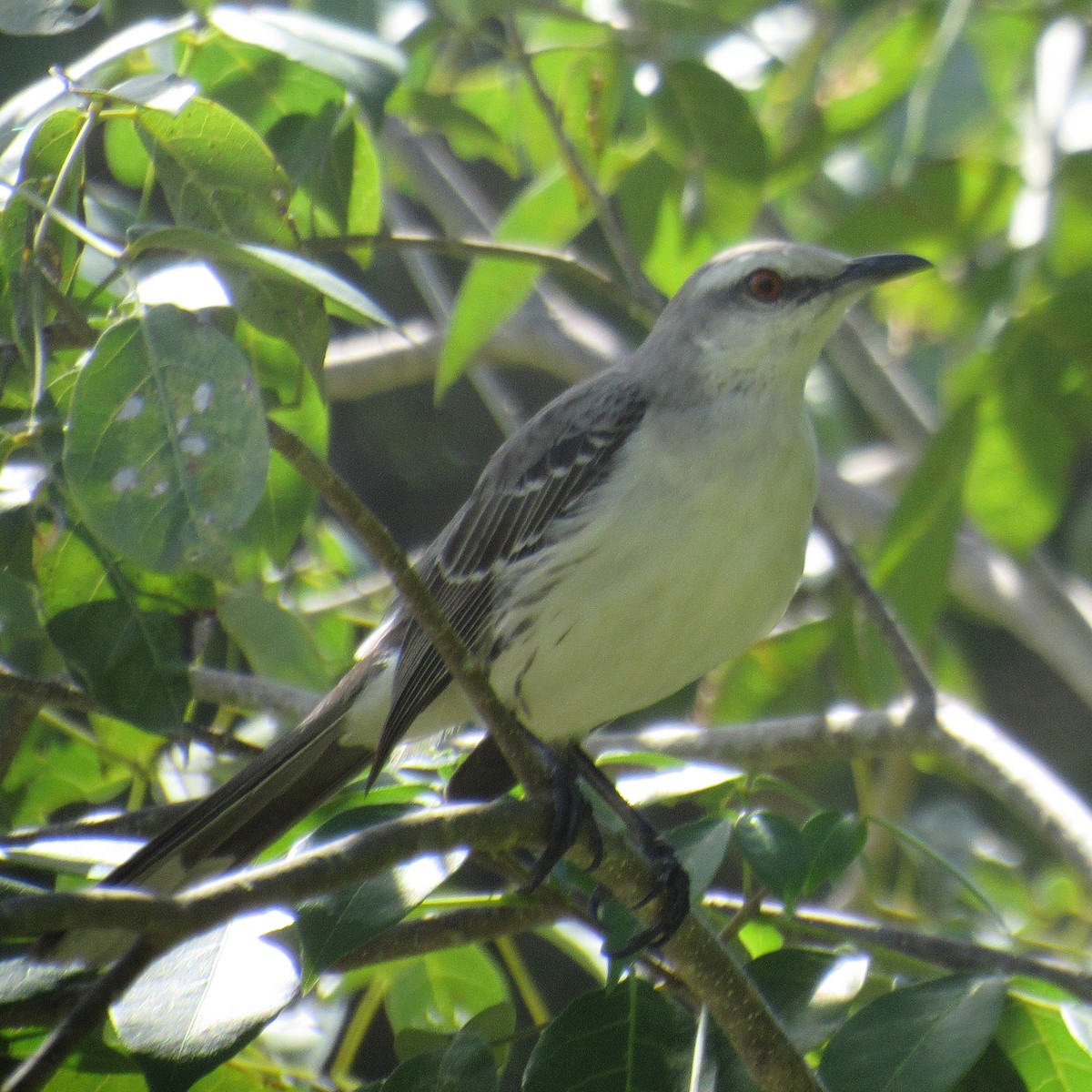 Tropical Mockingbird - ML641297466