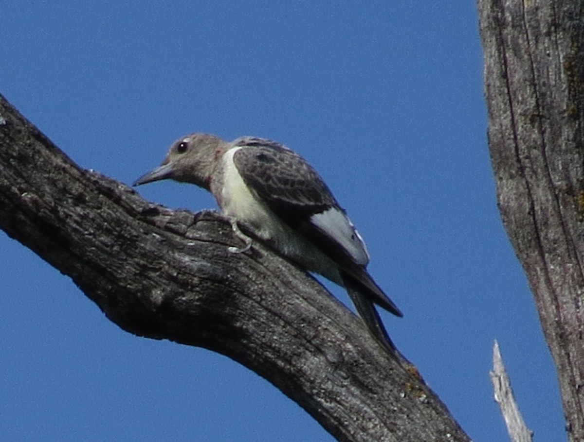 Carpintero Cabecirrojo - ML641297469