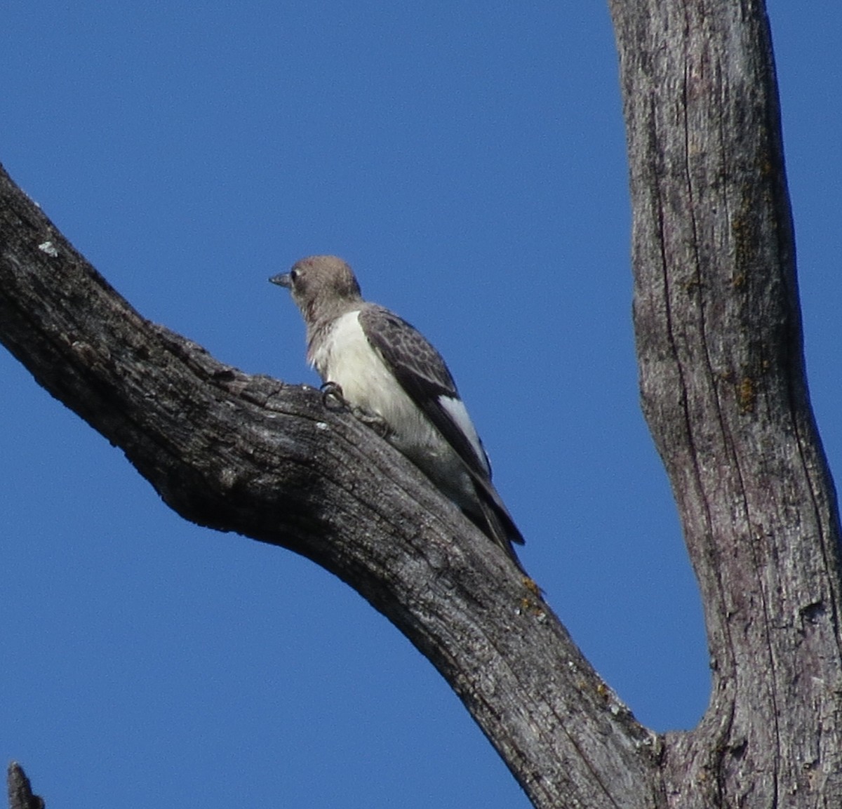 Carpintero Cabecirrojo - ML641297470