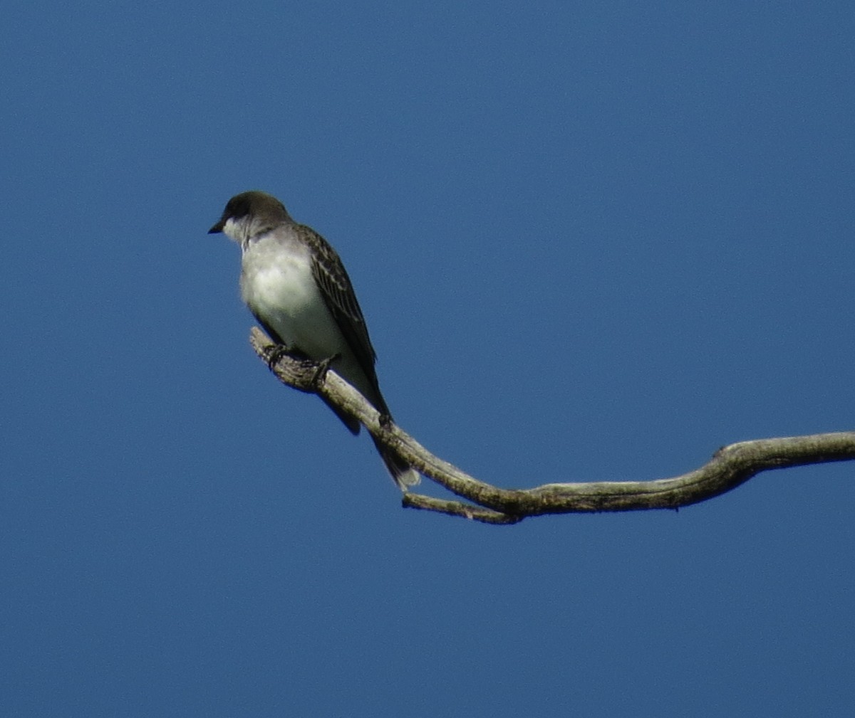 Tirano Oriental - ML641297479