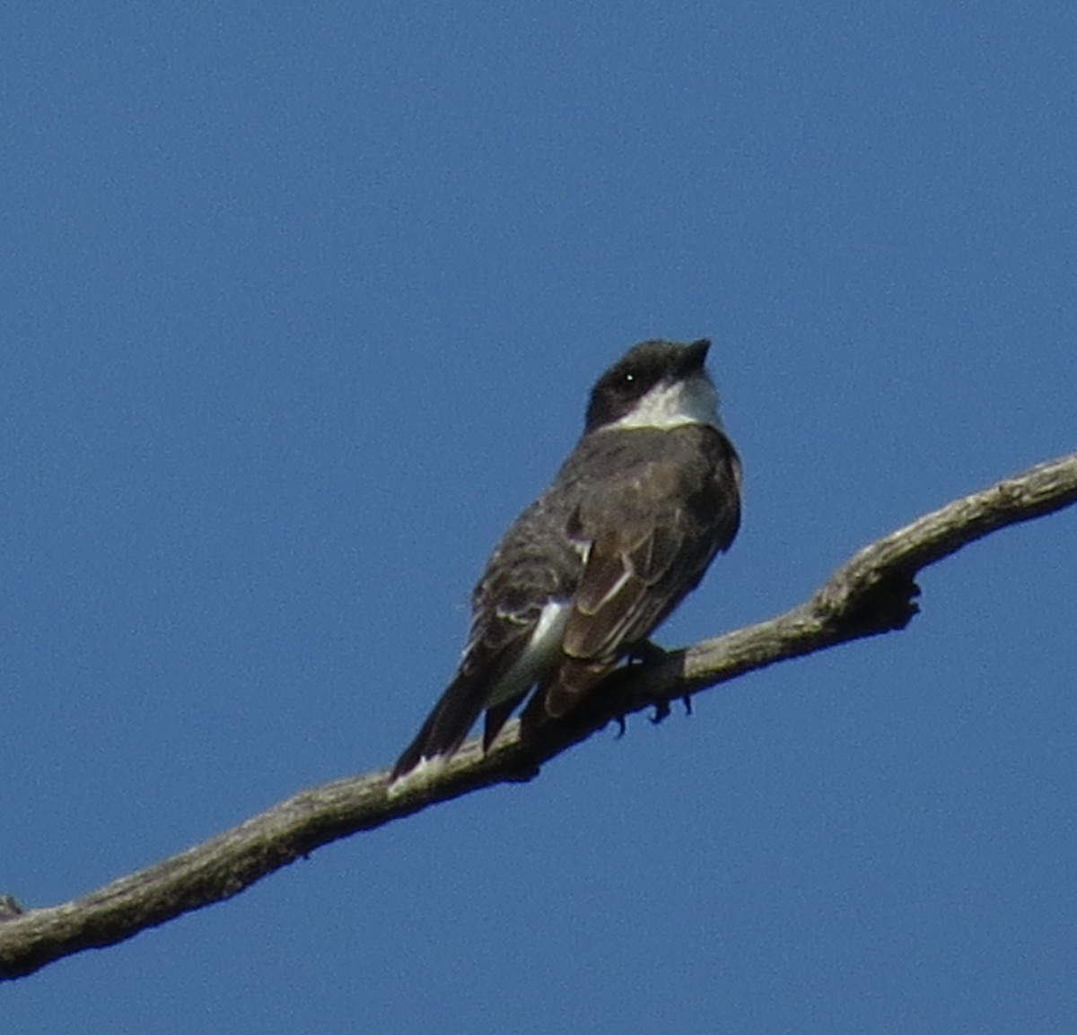 Tirano Oriental - ML641297480