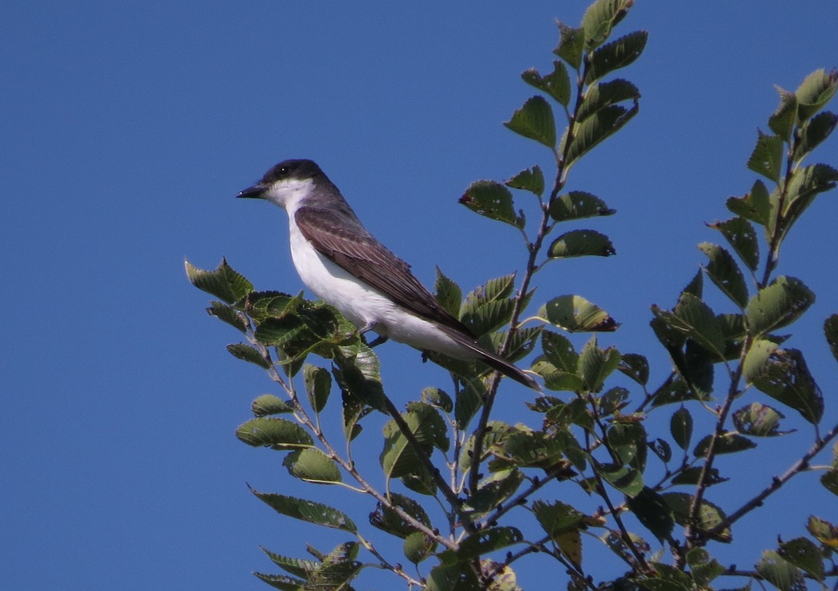 Tirano Oriental - ML641297481