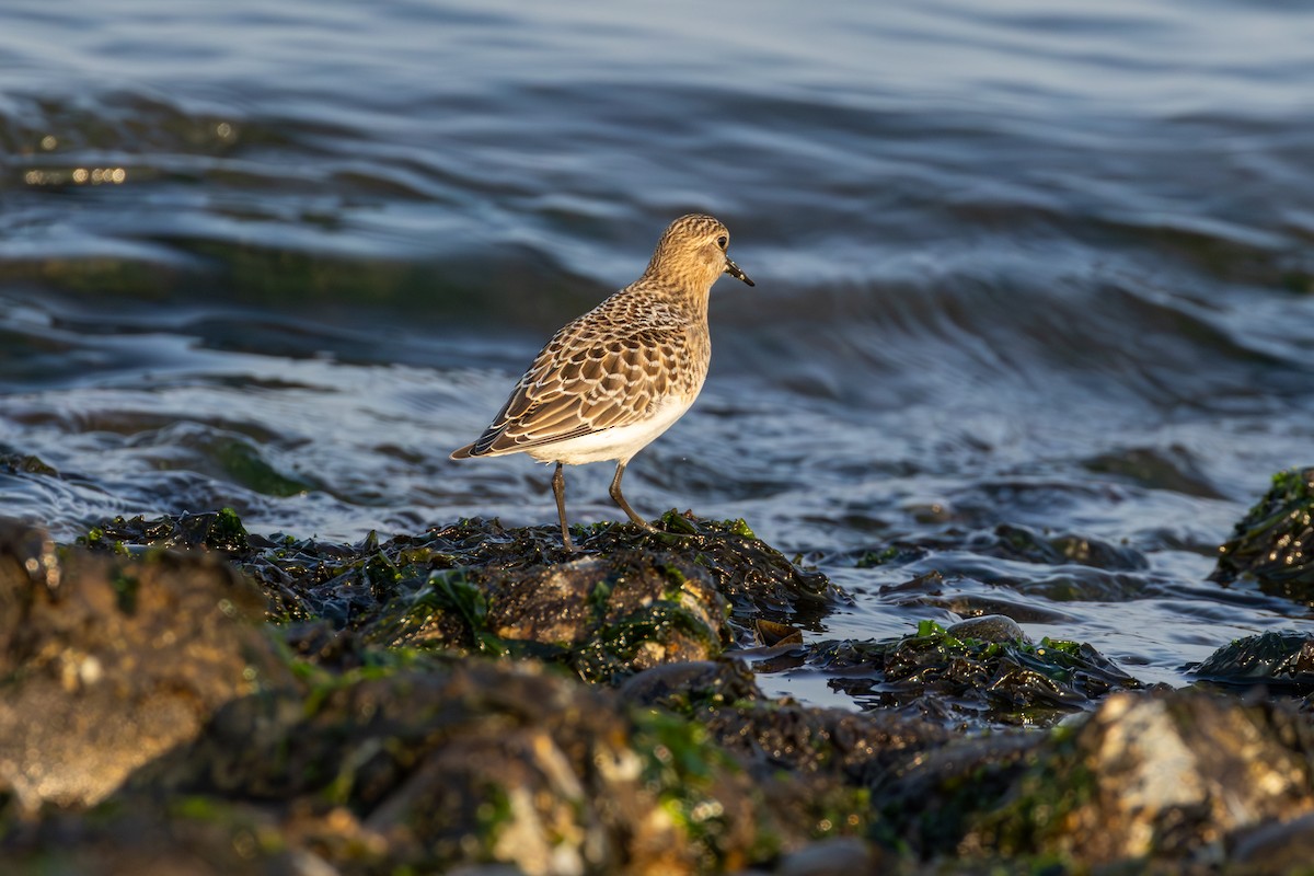 Baird's Sandpiper - ML641297482