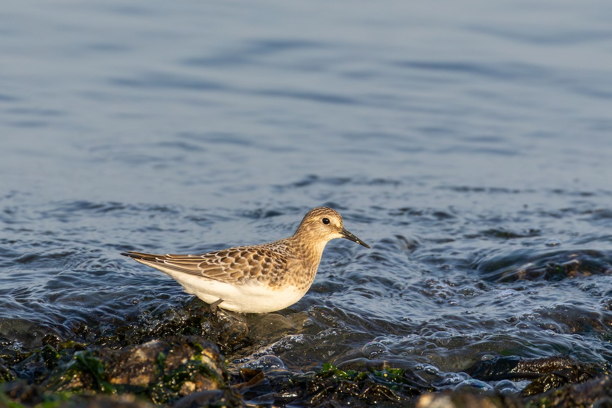 Baird's Sandpiper - ML641297483