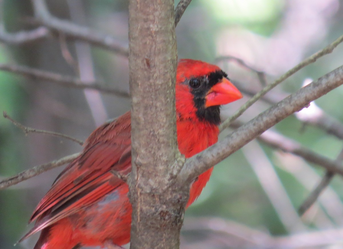 Cardenal Norteño - ML641297488