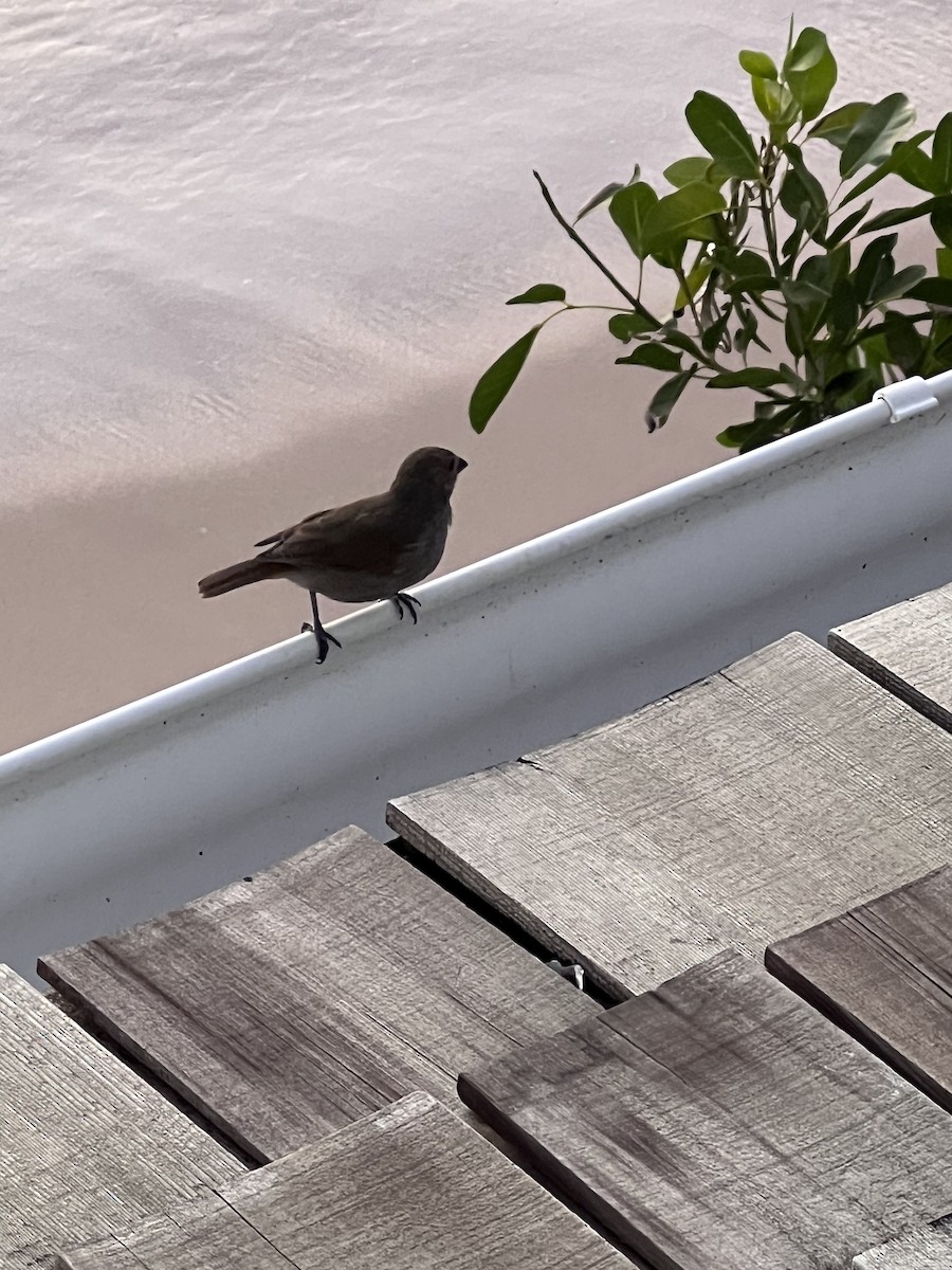 Barbados Bullfinch - ML641297505
