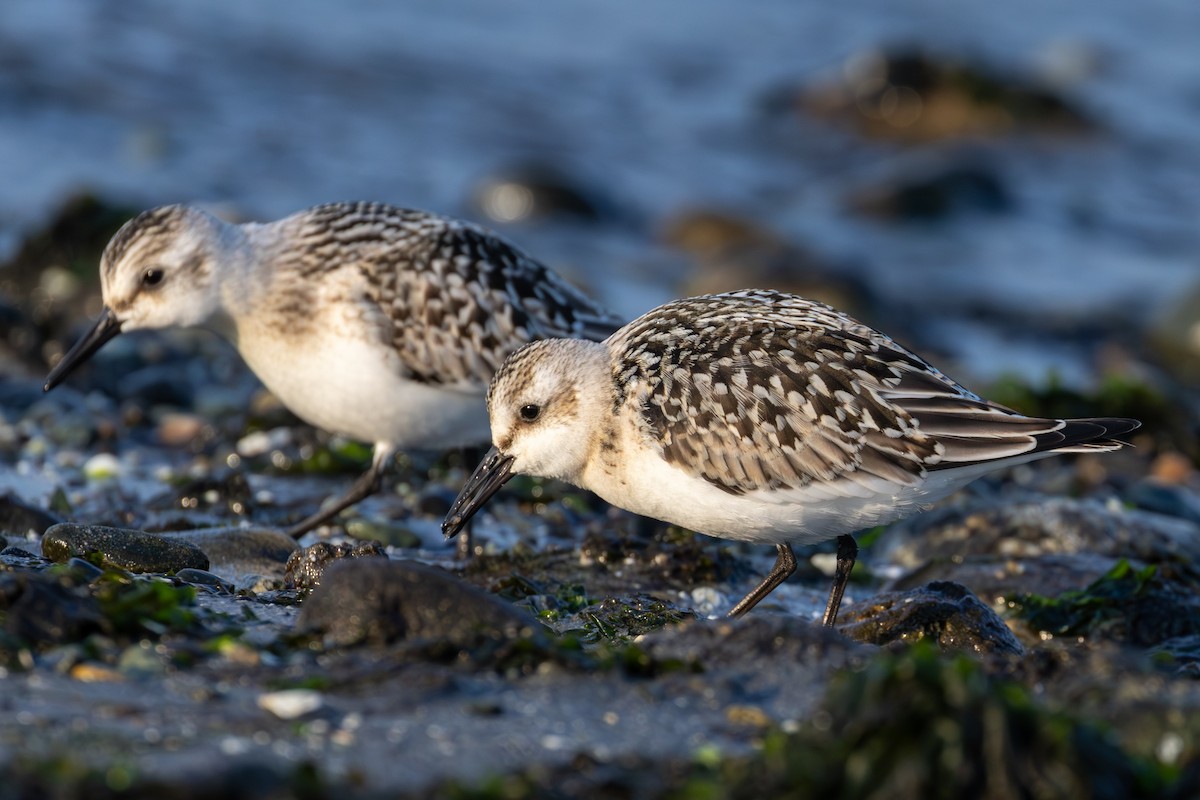 Sanderling - ML641297507