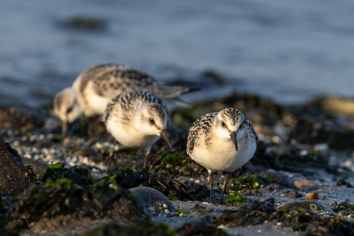 Sanderling - ML641297508