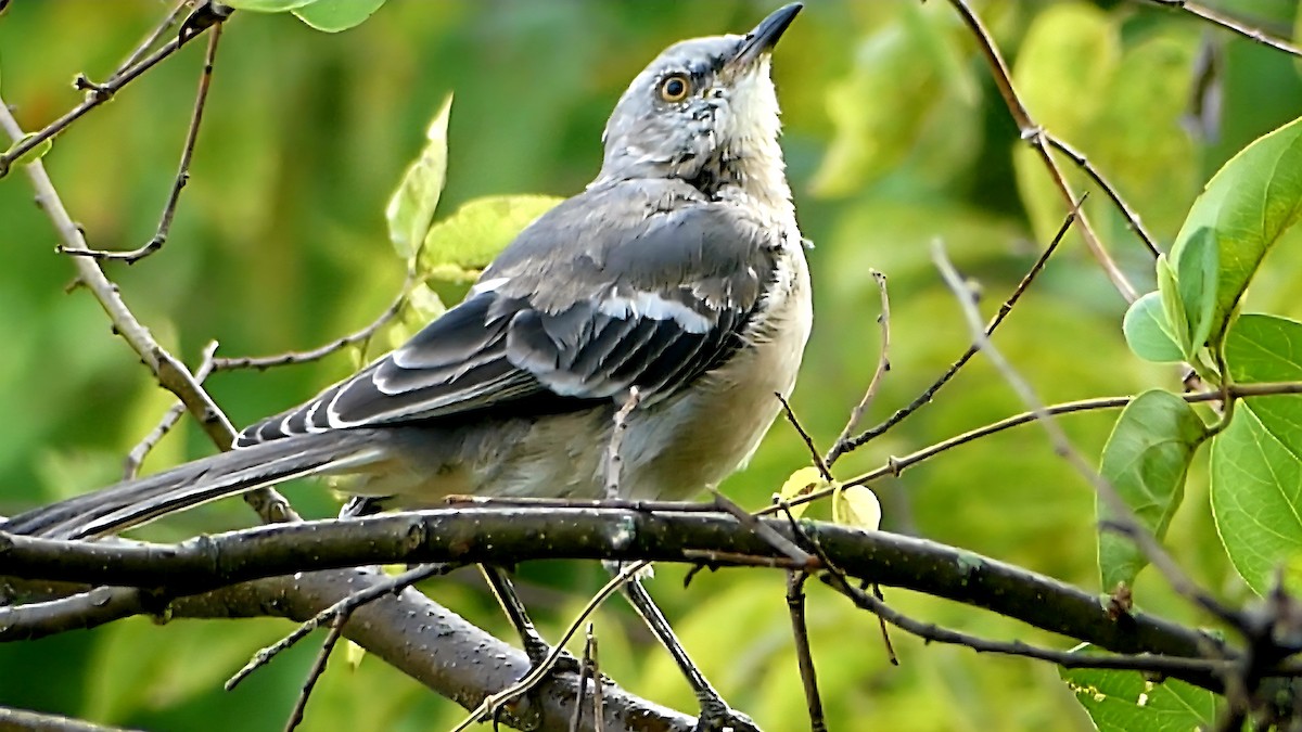 Northern Mockingbird - ML641297536