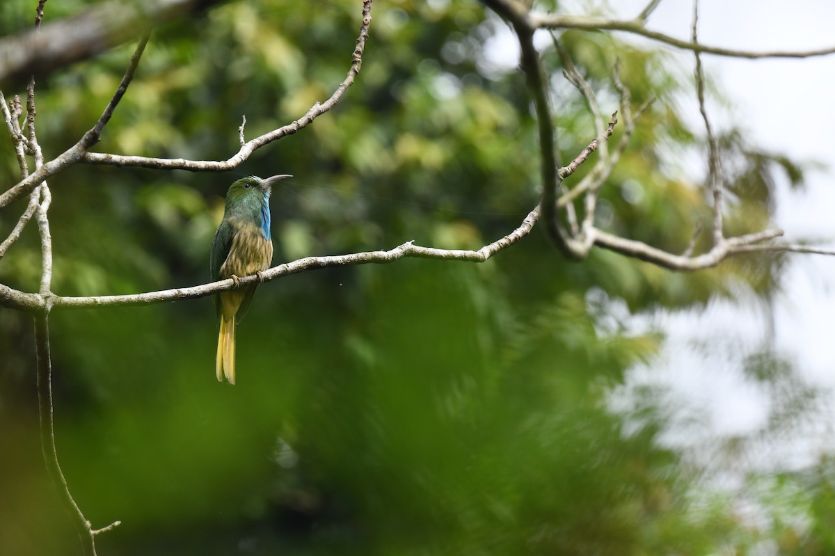 Blue-bearded Bee-eater - ML641297597
