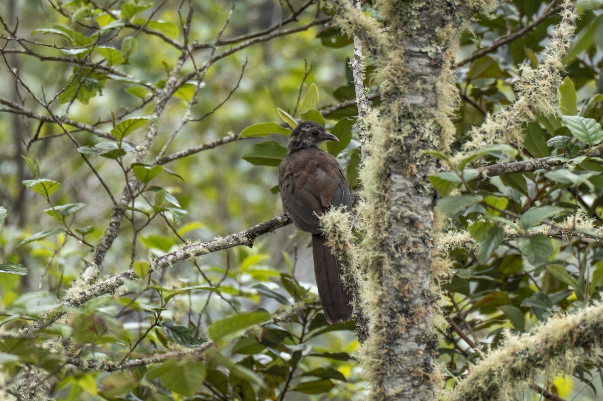Andean Guan - ML641297739