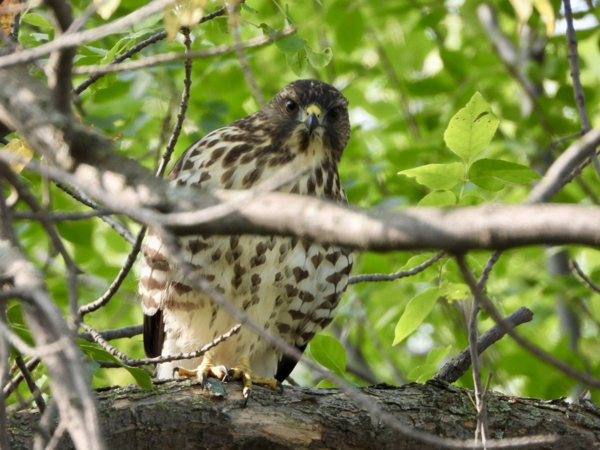 Broad-winged Hawk - ML641297750