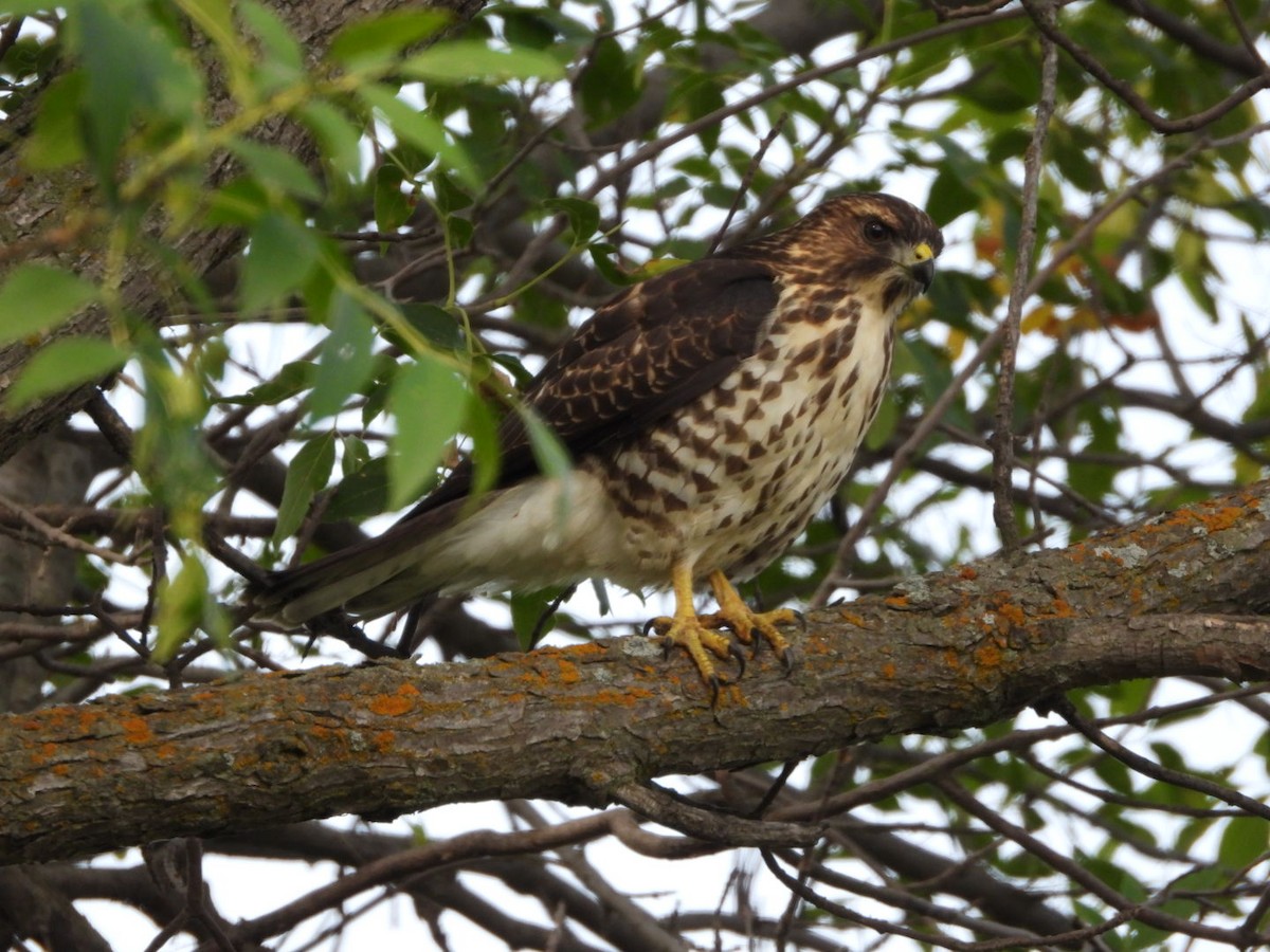 Broad-winged Hawk - ML641297752