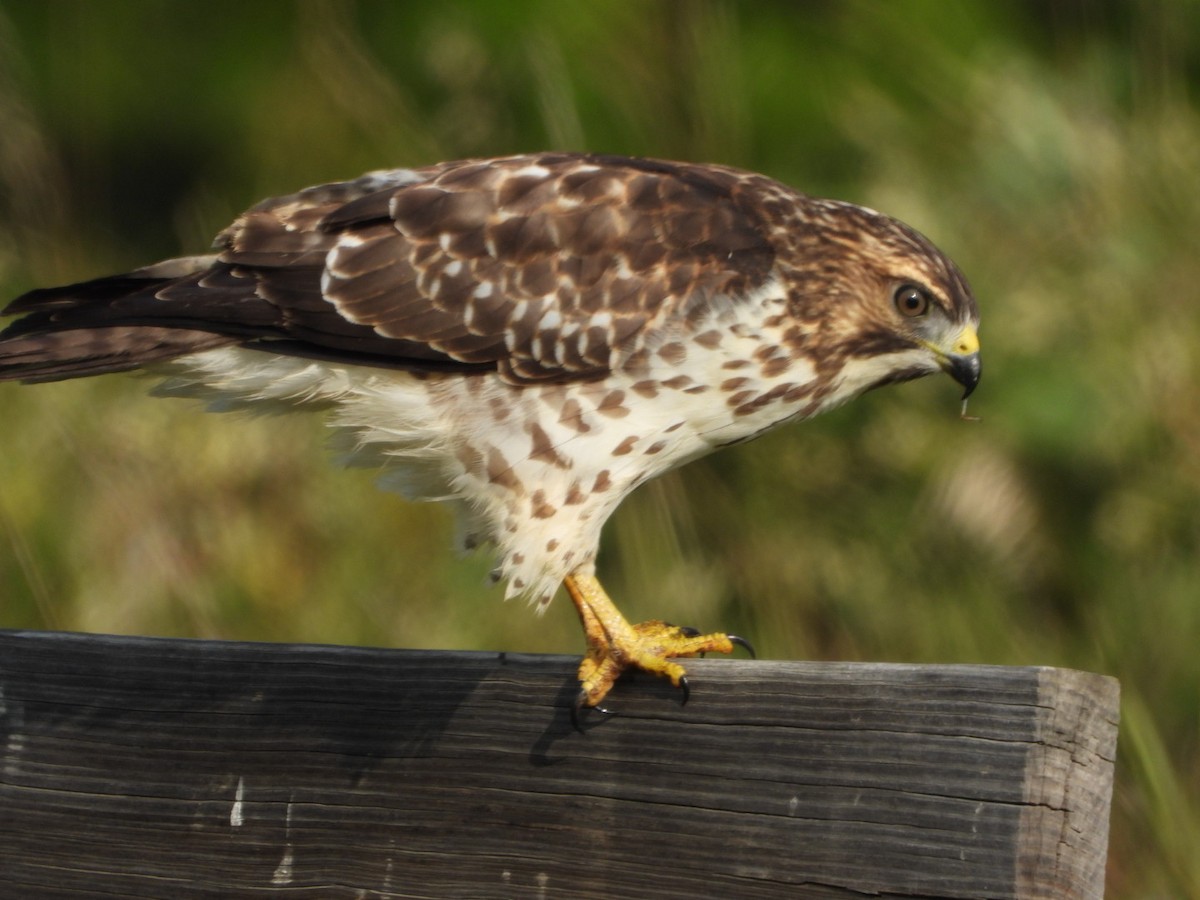 Broad-winged Hawk - ML641297753