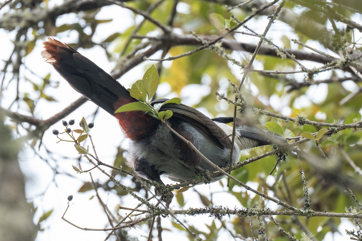 Black-billed Mountain-Toucan - ML641297784