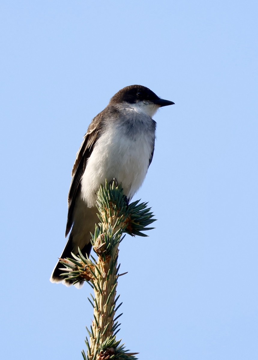 Eastern Kingbird - ML641297818