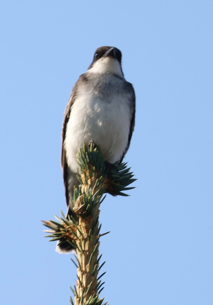Eastern Kingbird - ML641297819