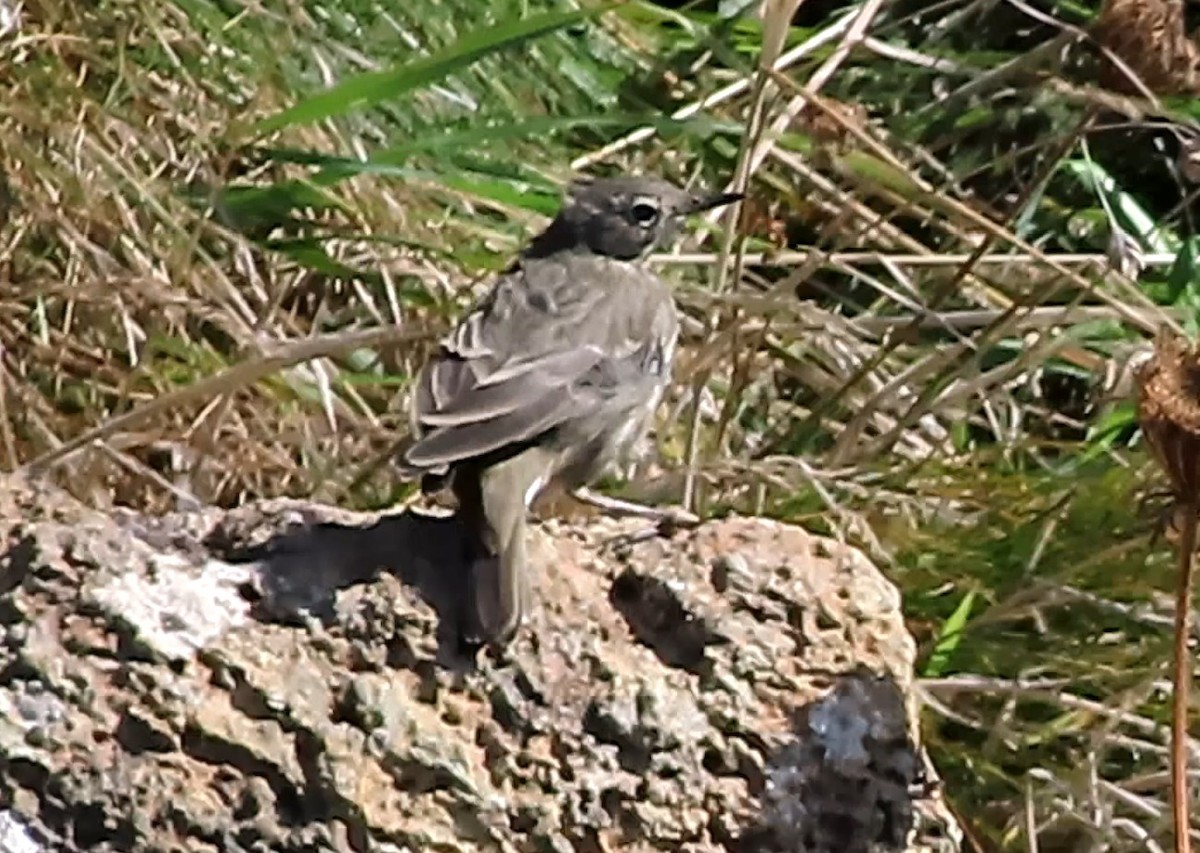Rock Pipit - ML641297845