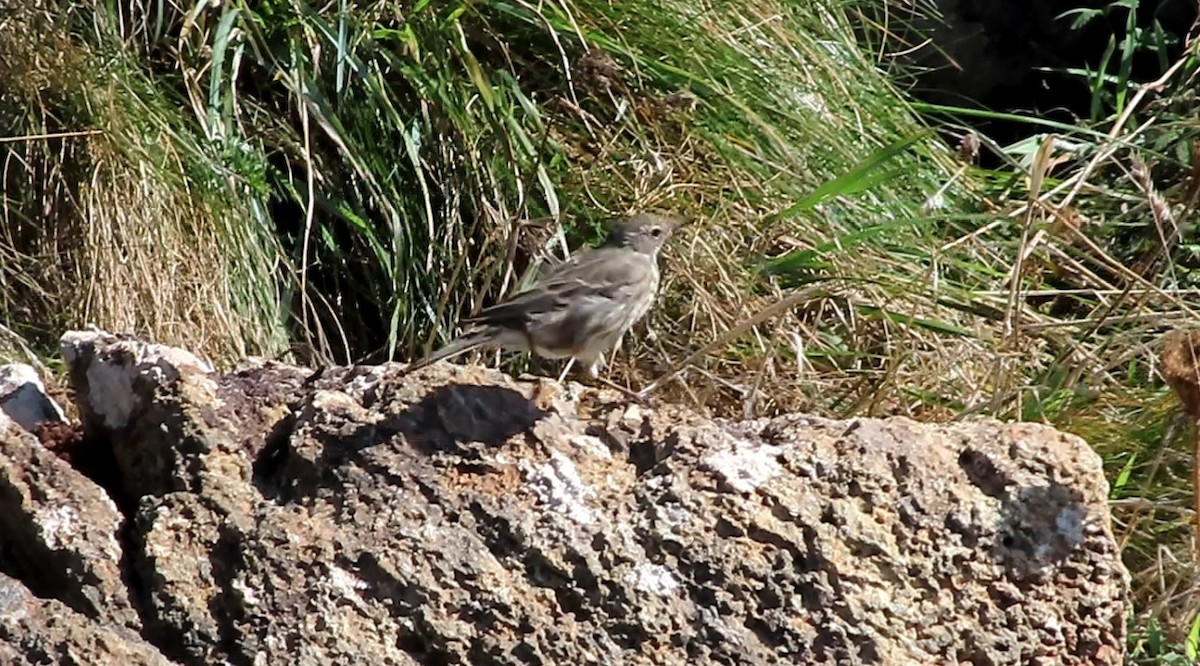 Rock Pipit - ML641297846
