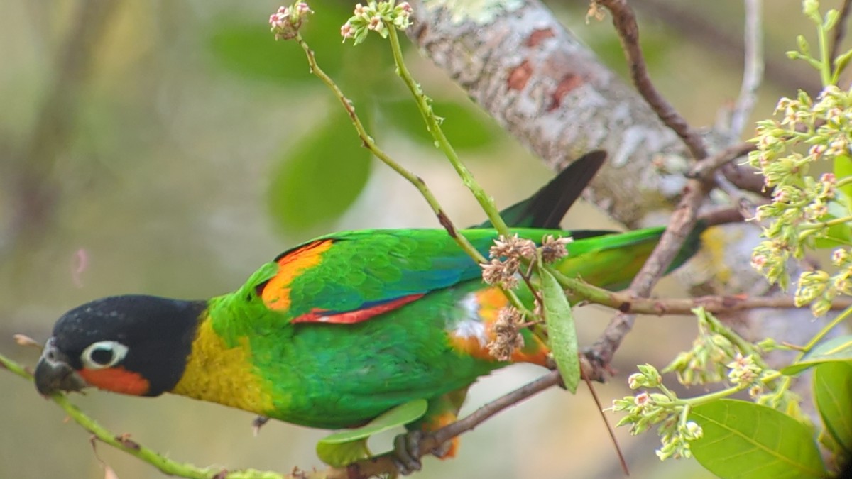 Orange-cheeked Parrot - ML641297886