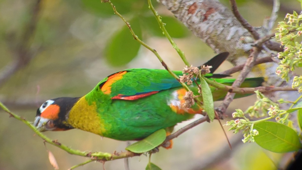 Orange-cheeked Parrot - ML641297887