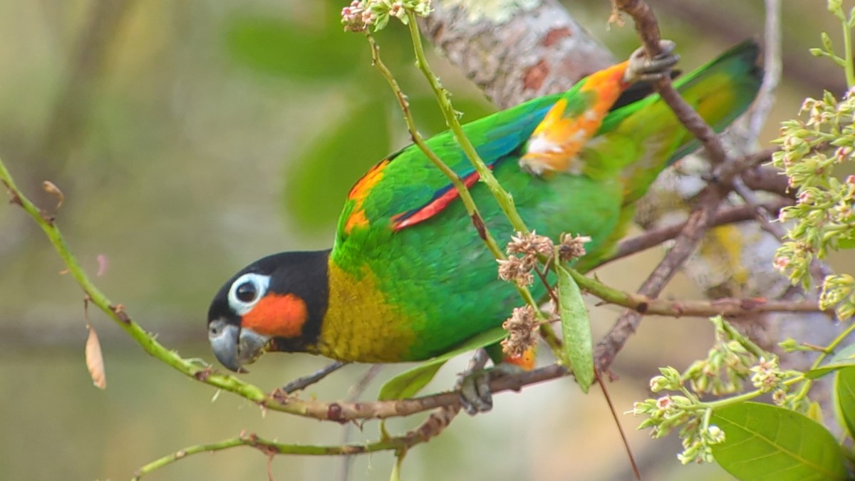 Orange-cheeked Parrot - ML641297888