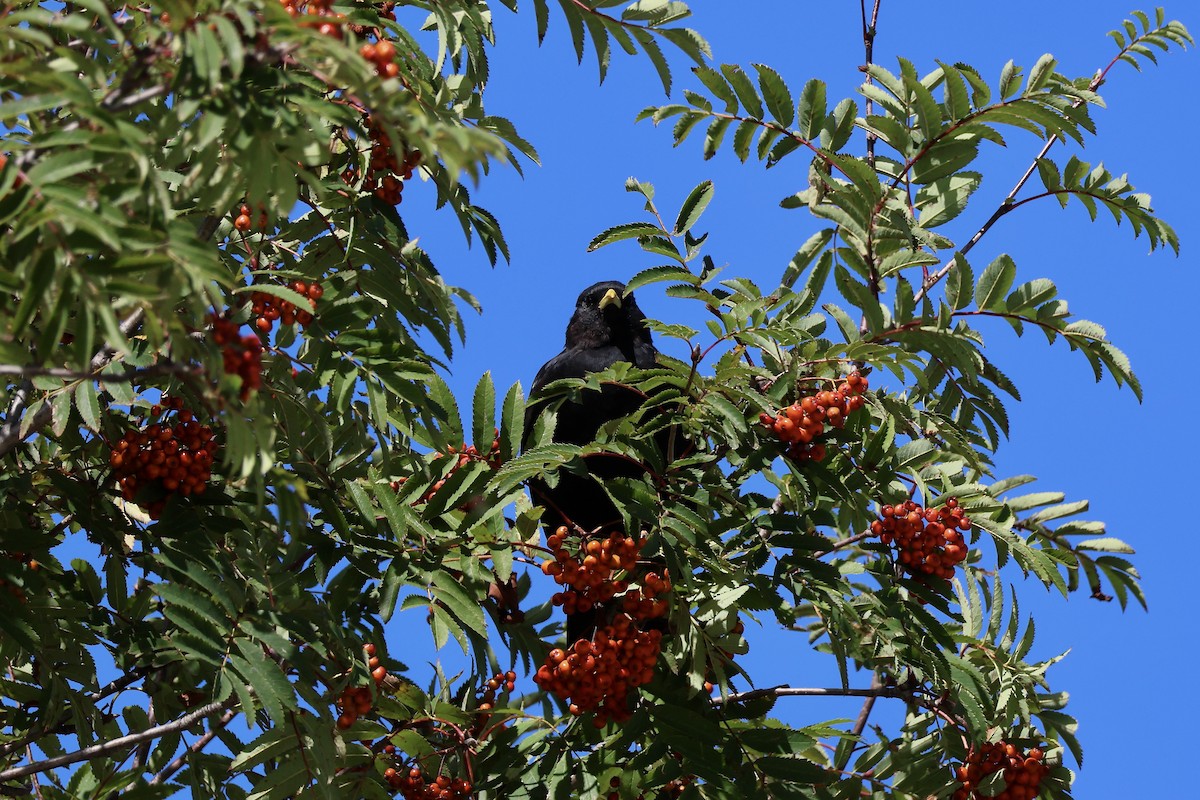 Yellow-billed Chough - ML641297892