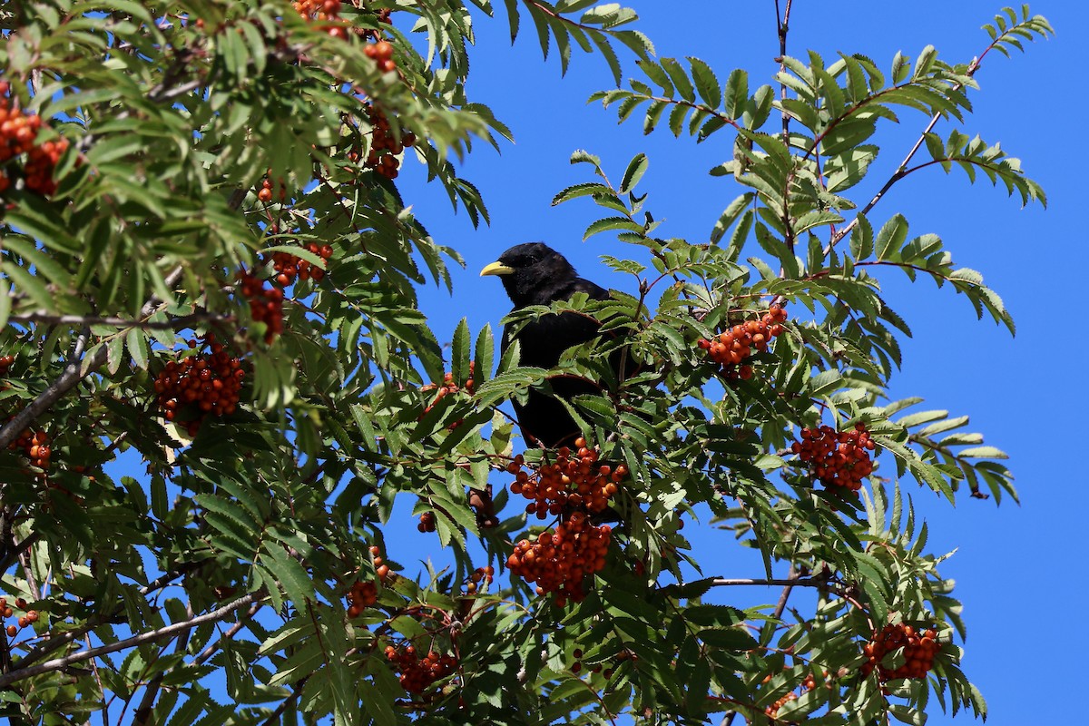 Yellow-billed Chough - ML641297894