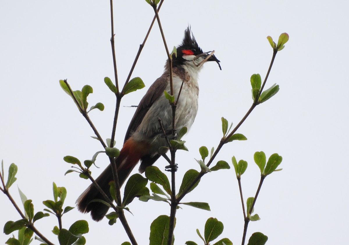 Red-whiskered Bulbul - ML641297958